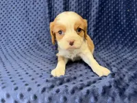Rocky, a male Cavalier King Charles Spaniel for sale in Deepwater, MO – 7 of 9