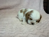 Lulu, a female Cavalier King Charles Spaniel for sale in Deepwater, MO – 7 of 9