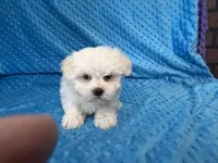 Ollie, a male Maltese for sale in Deepwater, MO – 2 of 7