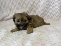 Ellie, a female Shihpoo for sale in Deepwater, MO – 4 of 10