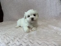 Millie, a female Maltese for sale in Deepwater, MO – 2 of 10