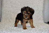 Raven, a female Yorkipoo for sale in Deepwater, MO – Photo 7 of 10