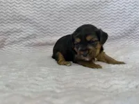 Raven, a female Yorkipoo for sale in Deepwater, MO – Photo 3 of 10