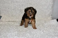 Raven, a female Yorkipoo for sale in Deepwater, MO – Photo 2 of 10