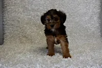 Raven, a female Yorkipoo for sale in Deepwater, MO – Photo 9 of 10