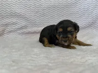 Raven, a female Yorkipoo for sale in Deepwater, MO – Photo 4 of 10