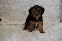 Raven, a female Yorkipoo for sale in Deepwater, MO – Photo 4 of 10