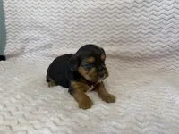 Raven, a female Yorkipoo for sale in Deepwater, MO – Photo 5 of 10