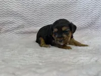 Raven, a female Yorkipoo for sale in Deepwater, MO – Photo 1 of 10