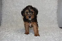 Raven, a female Yorkipoo for sale in Deepwater, MO – Photo 10 of 10