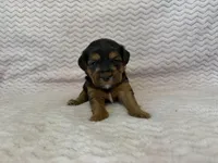 Raven, a female Yorkipoo for sale in Deepwater, MO – Photo 6 of 10