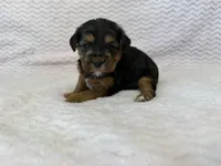 Raven, a female Yorkipoo for sale in Deepwater, MO – Photo 9 of 10