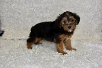 Raven, a female Yorkipoo for sale in Deepwater, MO – Photo 8 of 10