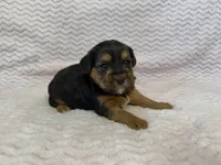Raven, a female Yorkipoo for sale in Deepwater, MO – Photo 2 of 10