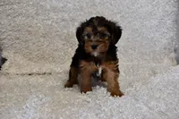 Raven, a female Yorkipoo for sale in Deepwater, MO – Photo 3 of 10