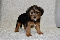 Raven, a female Yorkipoo for sale in Deepwater, MO – Photo 6 of 10