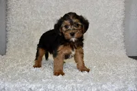 Raven, a female Yorkipoo for sale in Deepwater, MO – Photo 5 of 10