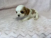 Lulu, a female Cavalier King Charles Spaniel for sale in Deepwater, MO – 8 of 9