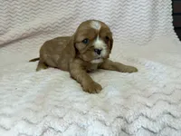 Honey, a female Cavalier King Charles Spaniel for sale in Deepwater, MO – 8 of 10
