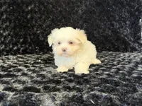 Poppy, a female Maltese for sale in Deepwater, MO – 9 of 9