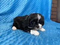 Ranger, a male Poodle - Miniature  for sale in Deepwater, MO – 6 of 10