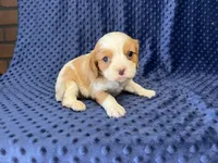 Rocky, a male Cavalier King Charles Spaniel for sale in Deepwater, MO – 5 of 9