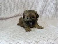 Ellie, a female Shihpoo for sale in Deepwater, MO – 10 of 10