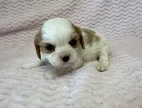 Lulu, a female Cavalier King Charles Spaniel for sale in Deepwater, MO – 4 of 9
