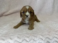 Honey, a female Cavalier King Charles Spaniel for sale in Deepwater, MO – 6 of 10