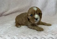 Honey, a female Cavalier King Charles Spaniel for sale in Deepwater, MO – 2 of 10