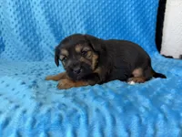 Scooter, a male Yorkipoo for sale in Deepwater, MO – Photo 9 of 10