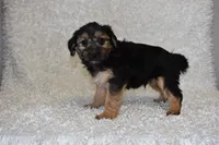 Scooter, a male Yorkipoo for sale in Deepwater, MO – Photo 2 of 10