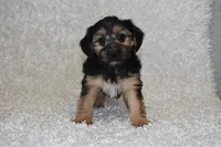 Scooter, a male Yorkipoo for sale in Deepwater, MO – Photo 3 of 10