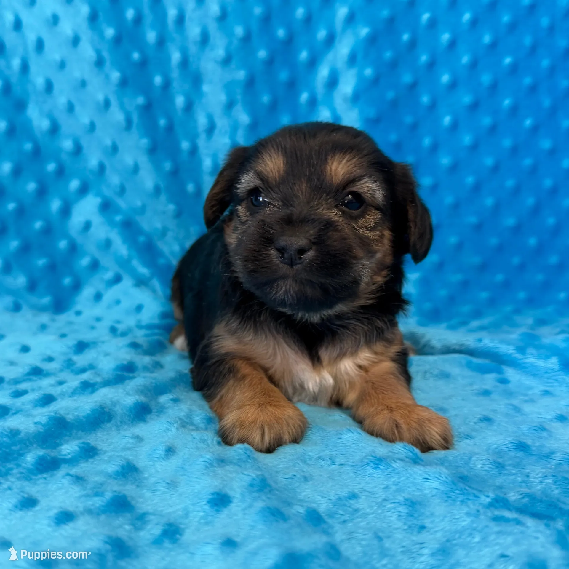 Scooter, a male Yorkipoo for sale in Deepwater, MO – Photo 7 of 10