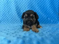 Scooter, a male Yorkipoo for sale in Deepwater, MO – Photo 4 of 10