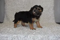 Scooter, a male Yorkipoo for sale in Deepwater, MO – Photo 6 of 10