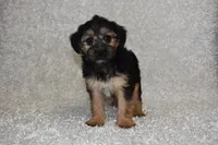 Scooter, a male Yorkipoo for sale in Deepwater, MO – Photo 4 of 10