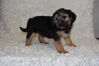 Scooter, a male Yorkipoo for sale in Deepwater, MO – Photo 9 of 10