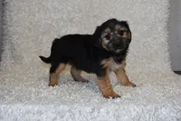 Scooter, a male Yorkipoo for sale in Deepwater, MO – Photo 5 of 10