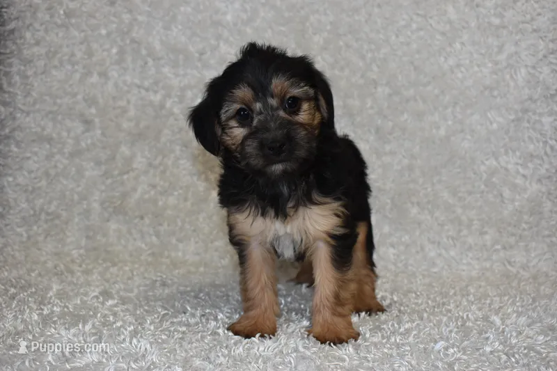 Scooter – Yorkipoo puppy for sale in Deepwater, MO