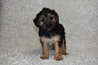 Scooter, a male Yorkipoo for sale in Deepwater, MO – Photo 1 of 10