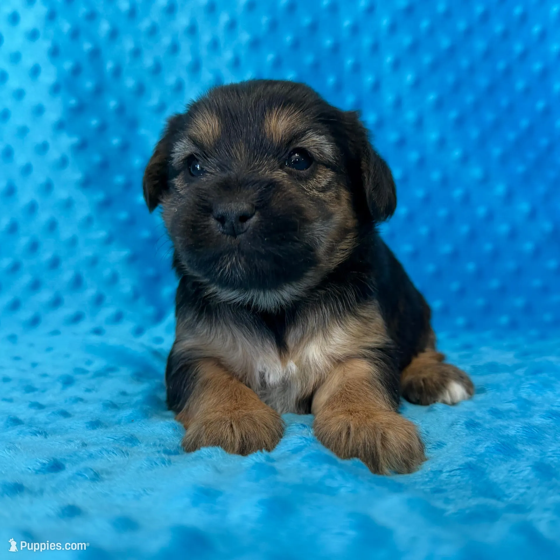 Scooter, a male Yorkipoo for sale in Deepwater, MO – Photo 2 of 10