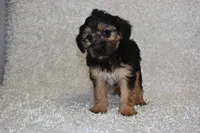 Scooter, a male Yorkipoo for sale in Deepwater, MO – Photo 10 of 10