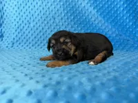 Scooter, a male Yorkipoo for sale in Deepwater, MO – Photo 6 of 10