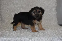 Scooter, a male Yorkipoo for sale in Deepwater, MO – Photo 7 of 10