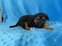 Scooter, a male Yorkipoo for sale in Deepwater, MO – Photo 5 of 10