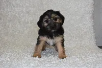 Scooter, a male Yorkipoo for sale in Deepwater, MO – Photo 8 of 10