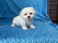 Ollie, a male Maltese for sale in Deepwater, MO – 4 of 7