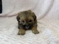 Ellie, a female Shihpoo for sale in Deepwater, MO – 7 of 10