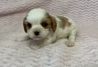 Lulu, a female Cavalier King Charles Spaniel for sale in Deepwater, MO – 2 of 9